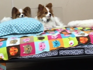Chen and Twinkie Chen and Twinkie